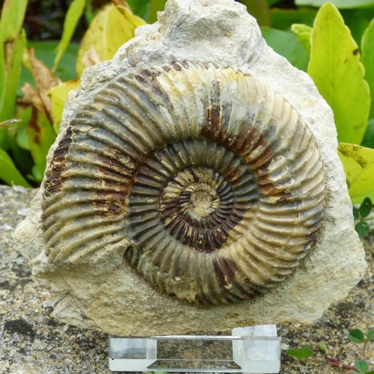 Jurassic UK Fossil Ammonite Parkinsonia Raricostata Dorset UK + Display  Stand