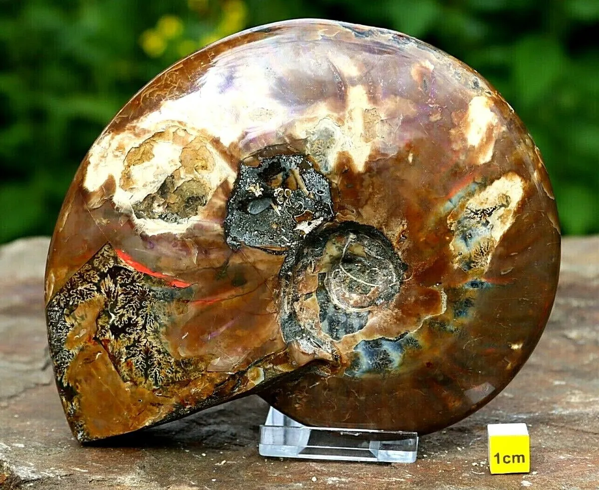 Rare Huge Iridescent Polished Ammonite Fossil Fossilised Shell Cretaceous 142mm