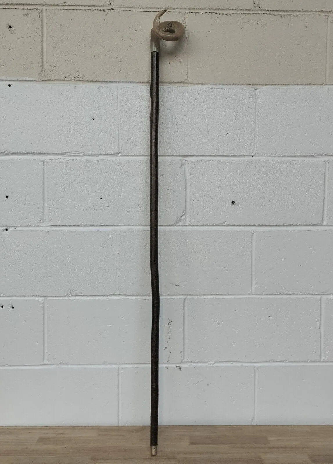 Rams Horn Curly Crook Walking Stick - Hazel Shaft - Hiking & Beaters