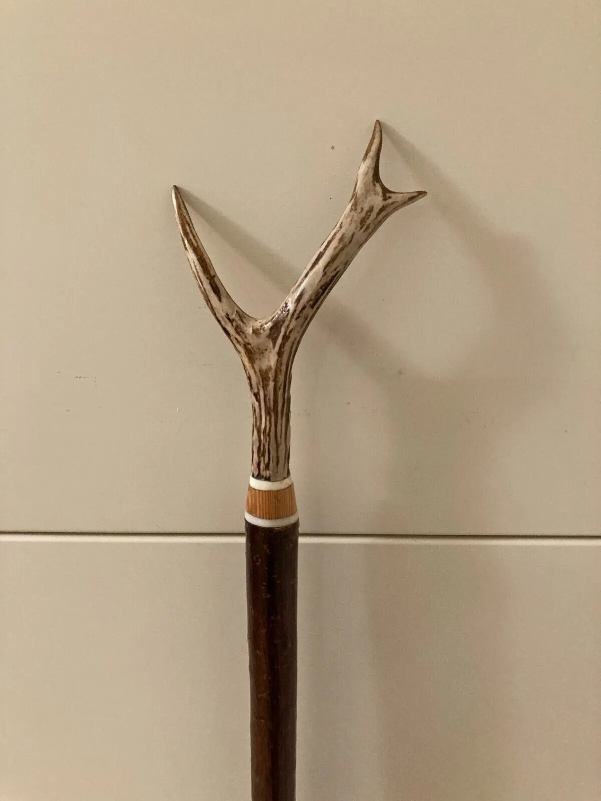 LARGE ROE DEER ANTLER  on hazel shank, walker and beaters stick