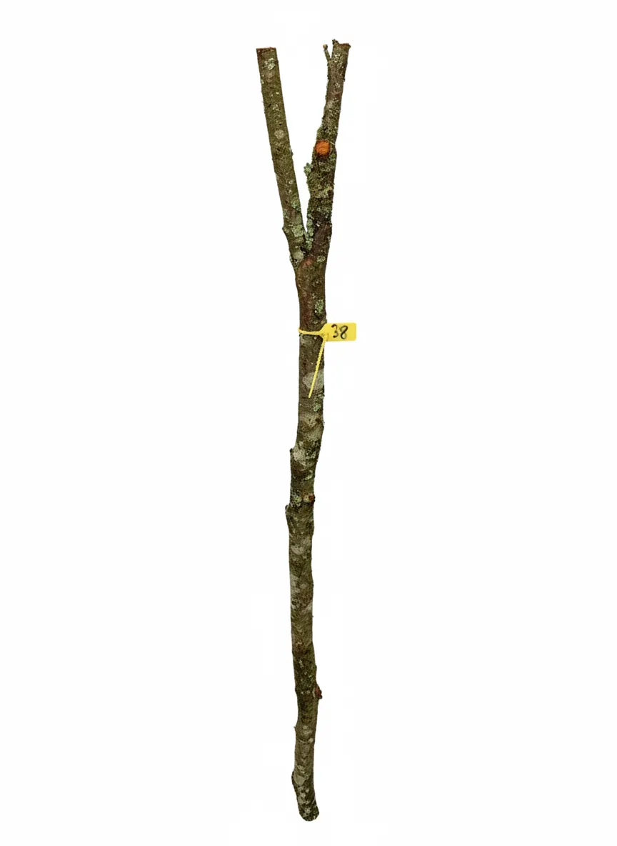 BLACKTHORN Unseasoned Thumb Stick Walking Stick Shank 1.1m Specimen