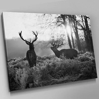 A551 Black White Two Stags Forest Canvas Wall Art Animal Picture XL - 36"x24"