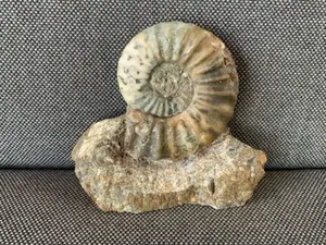 Scunthorpe Ammonite Aegasteroceras sp Rare UK Fossil Freestanding 200 MYO