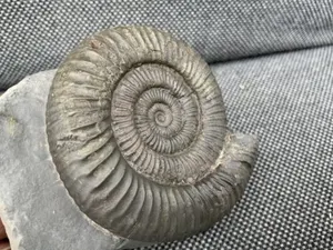 Dactylioceras commune Jurassic Fossil Ammonite Whitby Yorkshire Coast, England