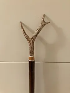 LARGE ROE DEER ANTLER  on hazel shank, walker and beaters stick