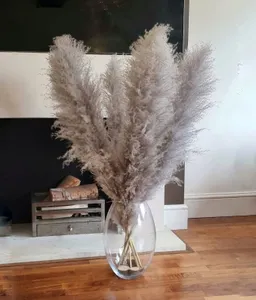 7 x Pampas grass Grey Large Tall Natural Dried Fluffy Extra Large Plant Bouquet