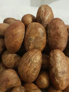 New Bitter Kola / Garcinia Kola Nuts - 100g Fresh From Nigeria African Herb