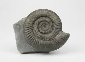 Dactylioceras commune Jurassic Fossil Ammonite Whitby Yorkshire Coast, England