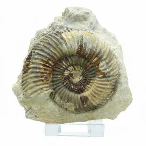 Jurassic UK Fossil Ammonite Parkinsonia Raricostata Dorset UK + Display Stand